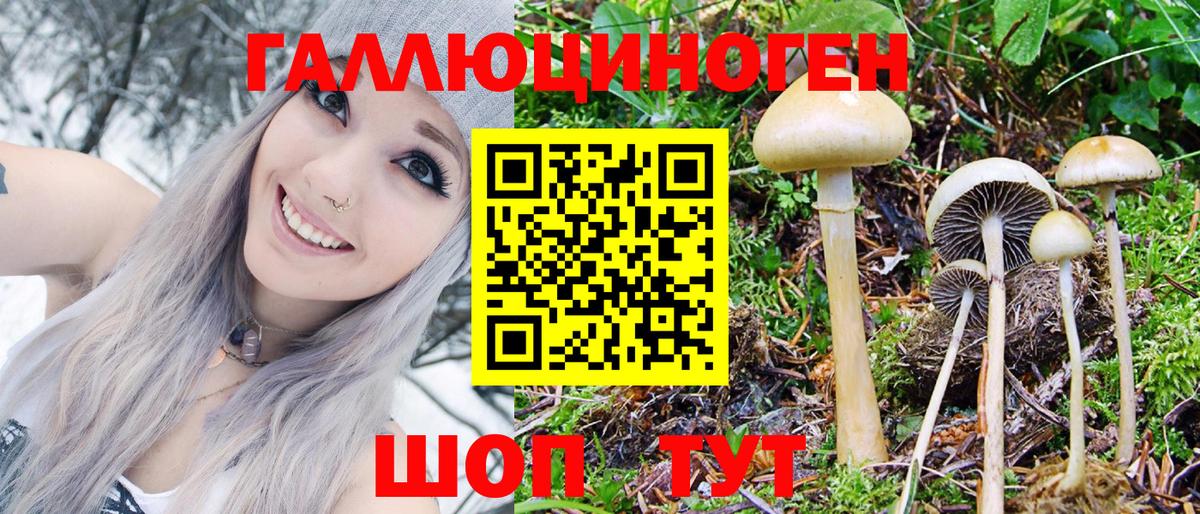 Псилоцибиновые грибы Psilocybe Барнаул